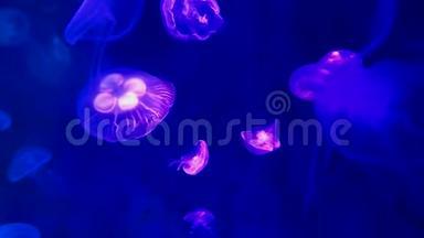 水母在深蓝色的光<strong>线下</strong>生长，有霓虹灯的颜色。